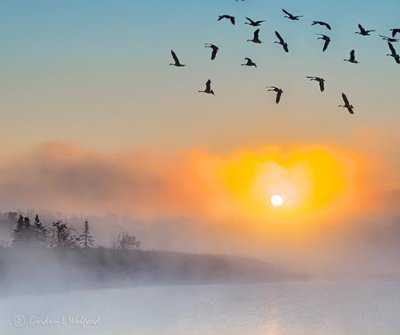 Geese Flying Above Sunrise Fog P1430402-5