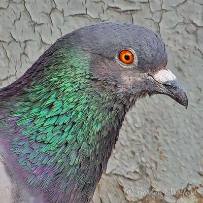 Pigeon Head DSCF32540