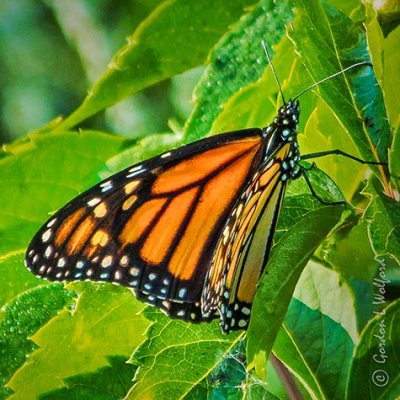 Monarch Butterfly DSCF32697