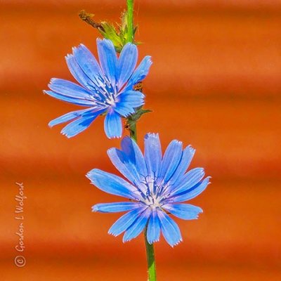 Two Chicory Flowers DSCF32816