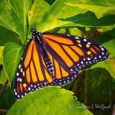 Monarch Butterfly DSCF32711