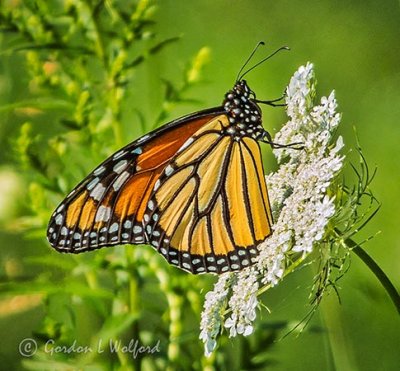 Monarch Butterfly On Queen Anne's Lace DSCF33072,4