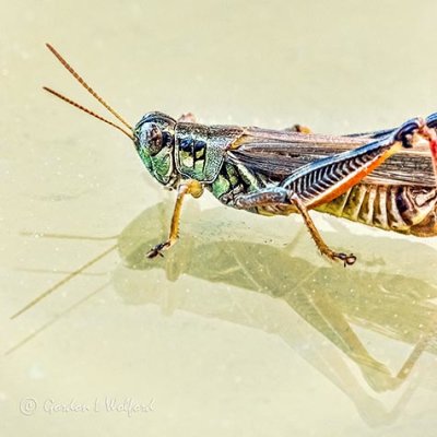 Grasshopper Closeup DSCN38058