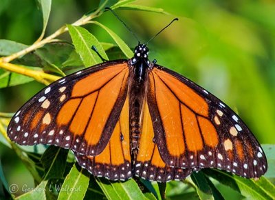 Male Monarch Butterfly DSCN38107