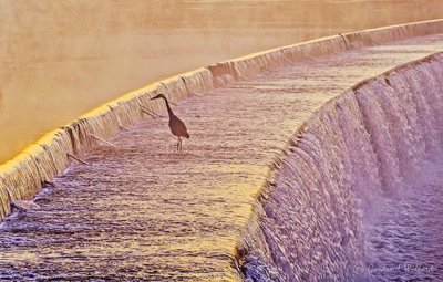 Heron On An Overflow Dam At Sunrise P1440193