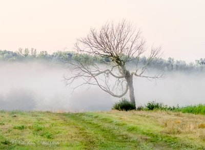 Ground Fog Beyond Dead Tree P1440570-4