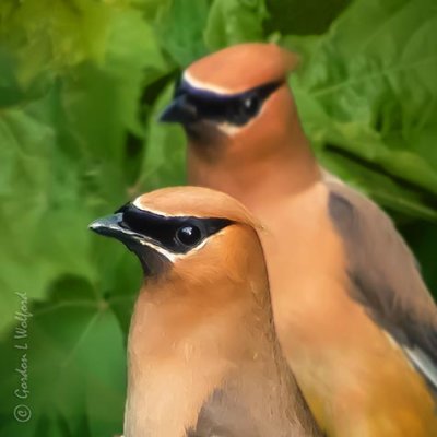 Two Cedar Waxwings DSCN38704