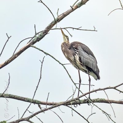 Heron Looking Up P1000854