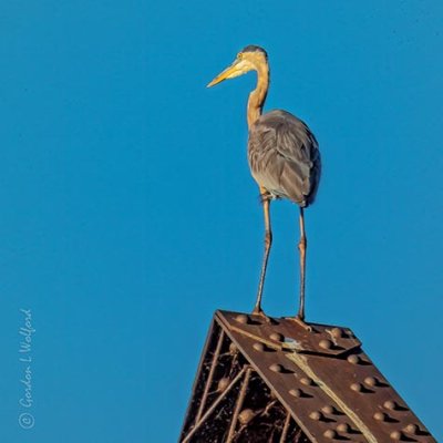 Heron Atop A Bridge Railing P1000988