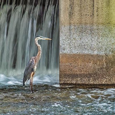 Heron Beside The Detached Weir P1010046