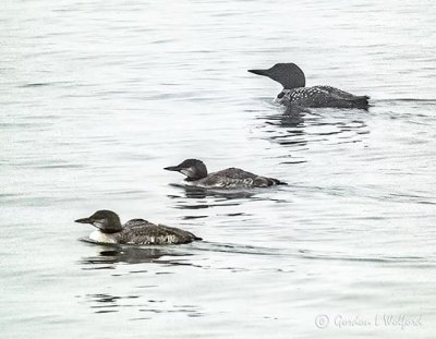 Loon Family P1000337