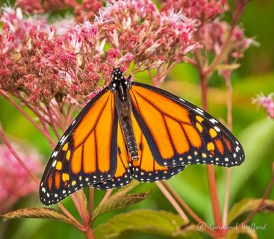 Monarch Butterfly On Joe Pye Weed DSCN00348