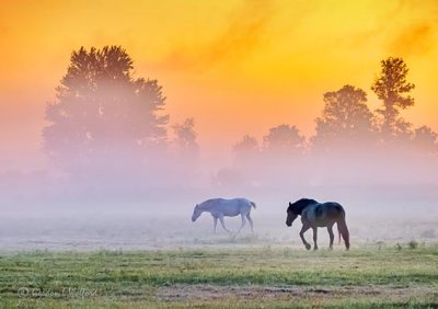 Horses In Sunrise Ground Fog P1450166-72
