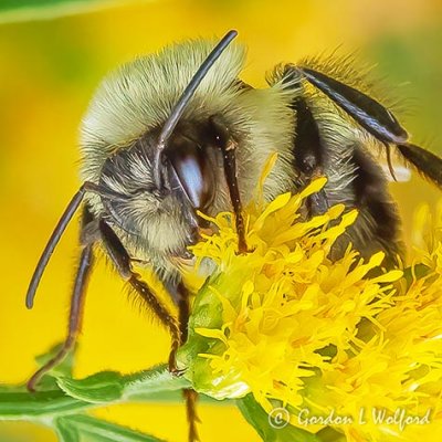 Bee Sleeping Under Goldenrod DSCN01200 (C&R)