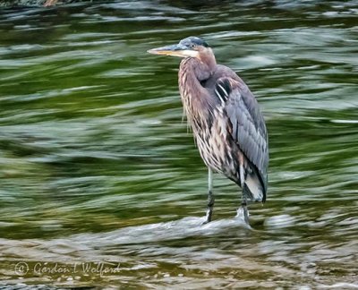 Heron In Rapids DSCN01137