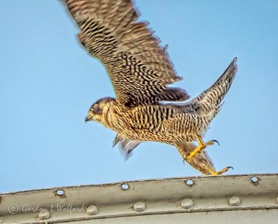 Peregrine Falcon Taking Flight DSCN01582