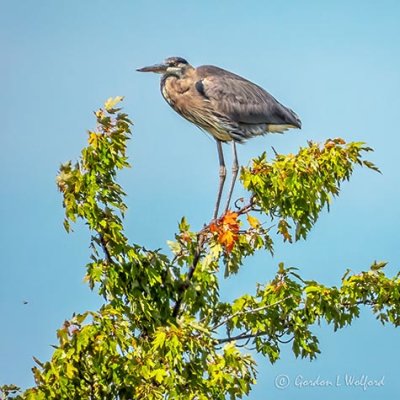 Heron On A Treetop DSCN01682