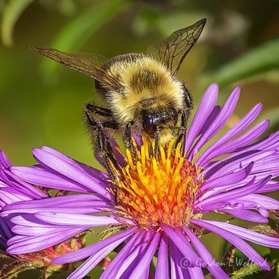 Bee On A Purple Wildflower DSCN01695