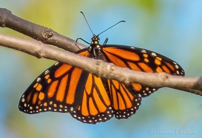 Monarch Butterfly DSCN01722