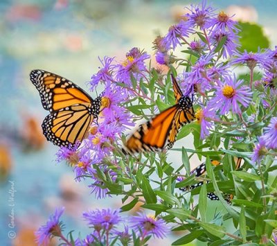 Monarchs On Wild Asters DSCN01844