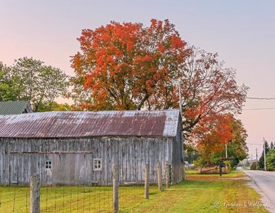 Barn & Autumn Tree P1450877-83