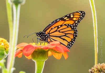 Monarch Butterfly DSCN02014