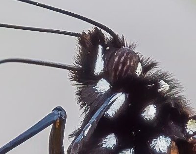 Monarch Butterfly Eye DSCN02002 (crop)