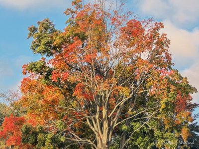 Early Autumn Tree DSCN02053-5