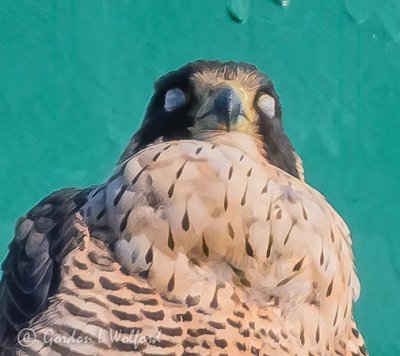 Peregrine Falcon Napping DSCN02045 (crop)