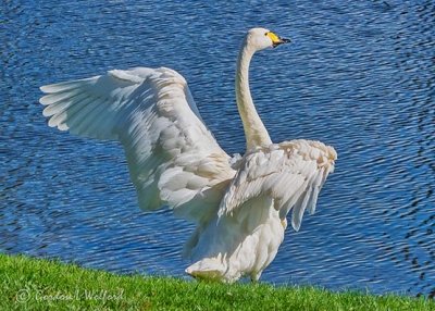 Swan Stretching Its Wings DSCN02210-11