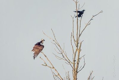 Osprey & Crow In A Tree DSCN01748