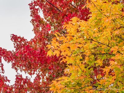 Autumn Leaves DSCN02468