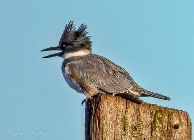 Kingfisher On A Pole DSCN02746