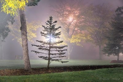 Centennial Park On A Foggy Night P1470232-8