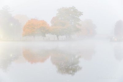 Autumn Trees In Fog P1470773