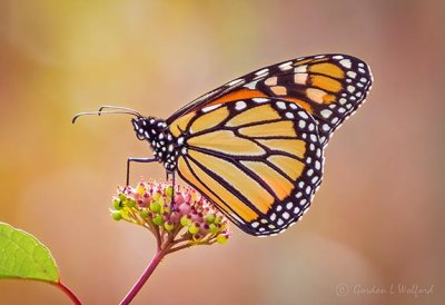 Monarch Butterfly DSCN01986