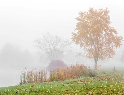 Foggy Autumn Morning DSCN03723