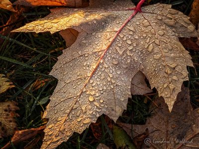 Dewy Autumn Leaf DSCN04138