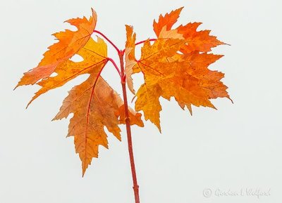 Autumn Leaves DSCN04239