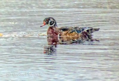 Wood Duck In Snowfall P1010650