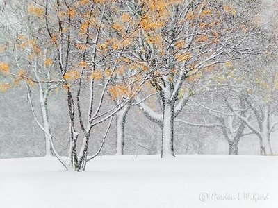 Autumn Snowfall P1010677
