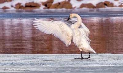 Swan Flapping Its Wings DSCN05027