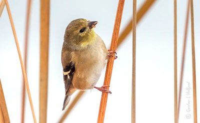 Male Goldfinch DSCN05178