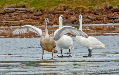 Three Swans On Ice DSCN05299