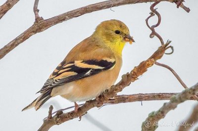 Male Goldfinch DSCN05176