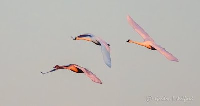 Three Swans A-flying At Sunrise DSCN05382
