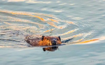 Swimming Beaver Face DSCN05451