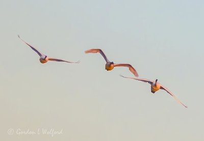 Three Swans A-flying At Sunrise DSCN05385