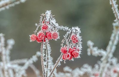 Frosty Red Berries DSCN05846