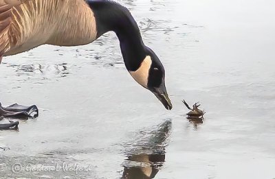 Goose On Ice Inspecting A Crayfish DSCN06226 (crop)